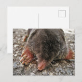Northern Broadfoot Mole Postkarte (Vorne/Hinten)