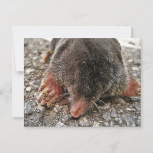 Northern Broadfoot Mole Postkarte
