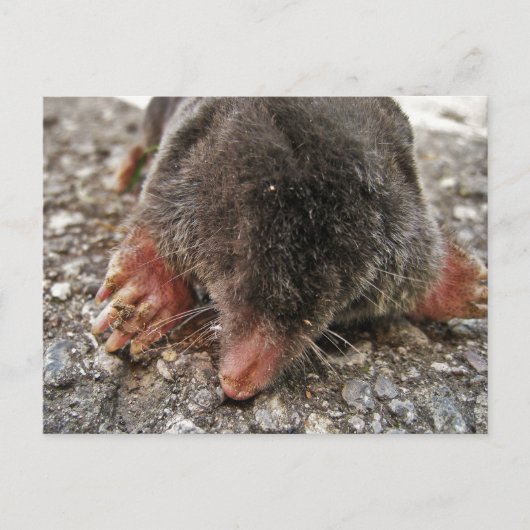 Northern Broadfoot Mole Postkarte (Vorderseite)