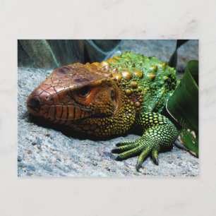 Northern Caiman Lizard Dracaena Guianensis Postkarte