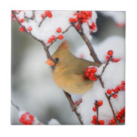 Northern Cardinal female on Common Winterberry