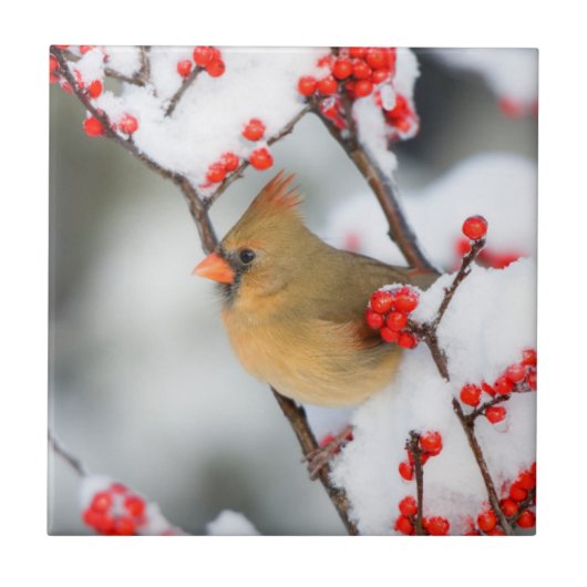 Northern Cardinal female on Common Winterberry Fliese (Vorderseite)