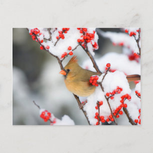 Northern Cardinal female on Common Winterberry Postkarte