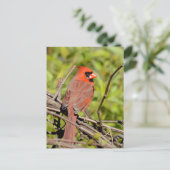 Northern Cardinal In Michigan Postkarte (Stehend Vorderseite)