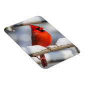 Northern Cardinal Magnet (Rechte Seite)