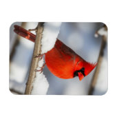 Northern Cardinal Magnet (Horizontal)