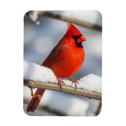 Northern Cardinal Magnet (Vertikal)