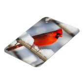 Northern Cardinal Magnet (Linke Seite)