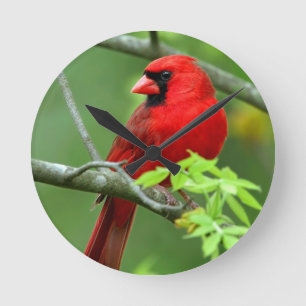 Northern cardinals runde wanduhr