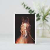 Northern Dancer Up Nah & Personal! Postkarte (Stehend Vorderseite)