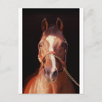 Northern Dancer Up Nah & Personal! Postkarte
