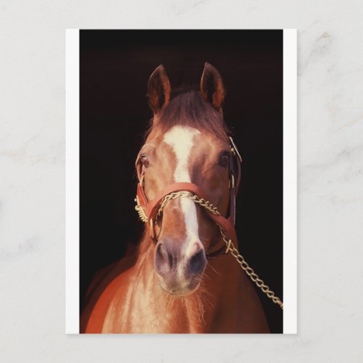 Northern Dancer Up Nah & Personal! Postkarte (Vorderseite)