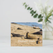 Northern Elephant Siegel California Products Postkarte (Stehend Vorderseite)