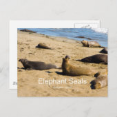 Northern Elephant Siegel California Products Postkarte (Vorne/Hinten)