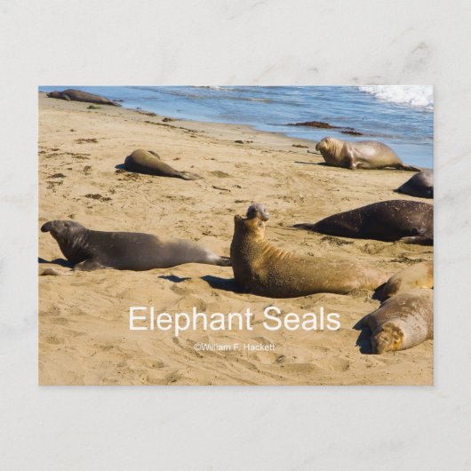 Northern Elephant Siegel California Products Postkarte (Vorderseite)