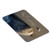 Northern Elephant Siegel Watching Bird, Monterey B Magnet (Rechte Seite)