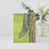Northern Fence Lizard Postcard Postkarte (Stehend Vorderseite)