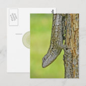 Northern Fence Lizard Postcard Postkarte (Vorne/Hinten)