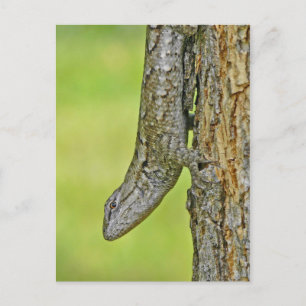 Northern Fence Lizard Postcard Postkarte