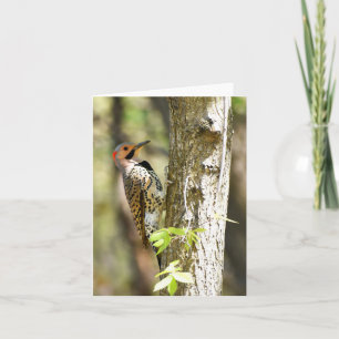 Northern Flicker #1 - Blank Note Card Karte