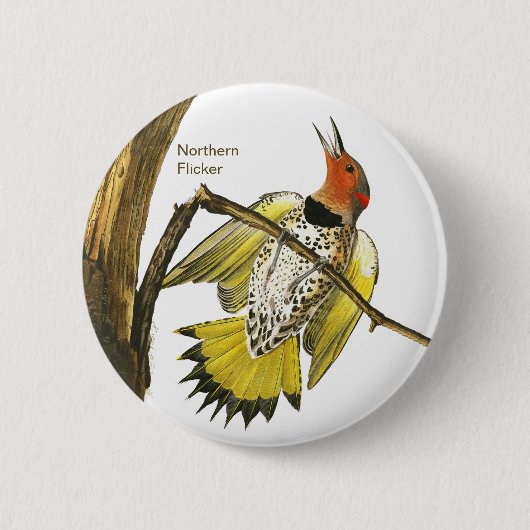 Northern Flicker, Audubon, Birdwatcher Accessory, Button (Vorderseite)