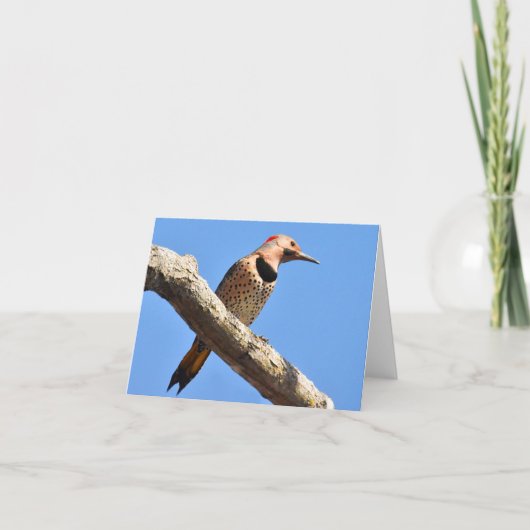 Northern Flicker - Blank Note Card Dankeskarte (Vorderseite)