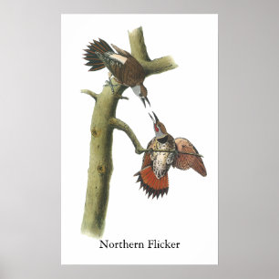 Northern Flicker, John Audubon Poster