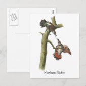 Northern Flicker, John Audubon Postkarte (Vorne/Hinten)