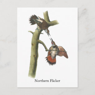 Northern Flicker, John Audubon Postkarte