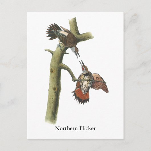 Northern Flicker, John Audubon Postkarte (Vorderseite)