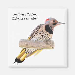 Northern Flicker Magnet