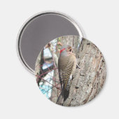 Northern Flicker Magnet. Magnet (Vorderseite/Rückseite)