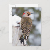 Northern Flicker männlich im Winter Postkarte (Vorne/Hinten)