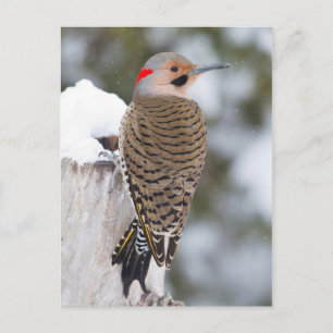 Northern Flicker männlich im Winter Postkarte