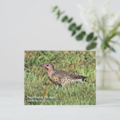 Northern Flicker Postcard Postkarte (Stehend Vorderseite)