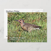Northern Flicker Postcard Postkarte (Vorne/Hinten)