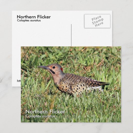 Northern Flicker Postcard Postkarte (Vorne/Hinten)