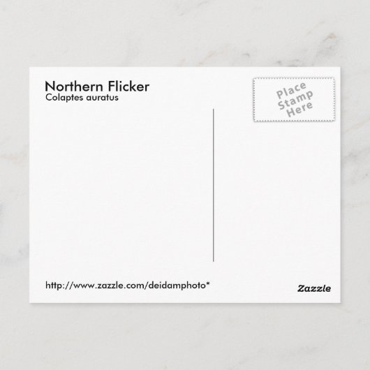 Northern Flicker Postcard Postkarte (Rückseite)