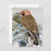 Northern Flicker Postkarte (Vorne/Hinten)