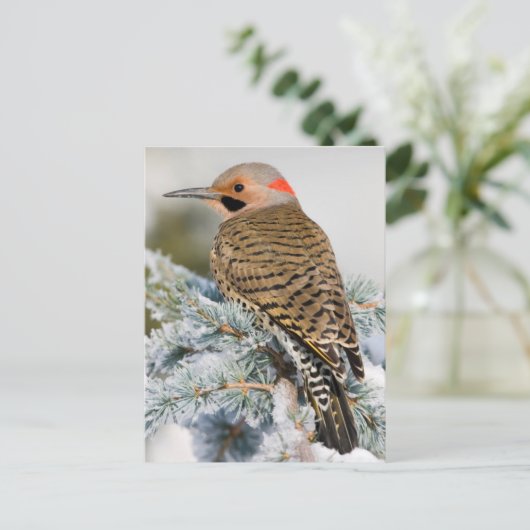 Northern Flicker Postkarte (Stehend Vorderseite)