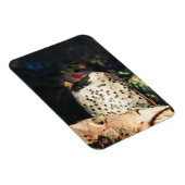 Northern Flicker - Spots Magnet (Rechte Seite)