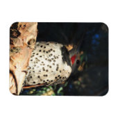 Northern Flicker - Spots Magnet (Horizontal)