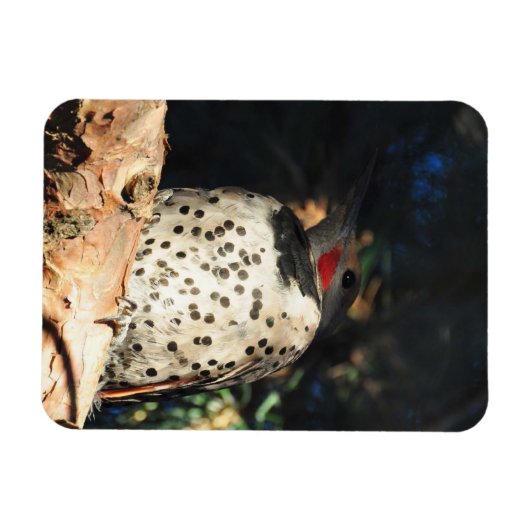 Northern Flicker - Spots Magnet (Horizontal)