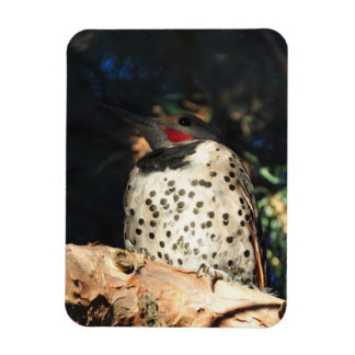 Northern Flicker - Spots Magnet