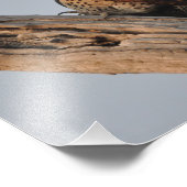 Northern Flicker Woodpecker Fotodruck (Ecke)