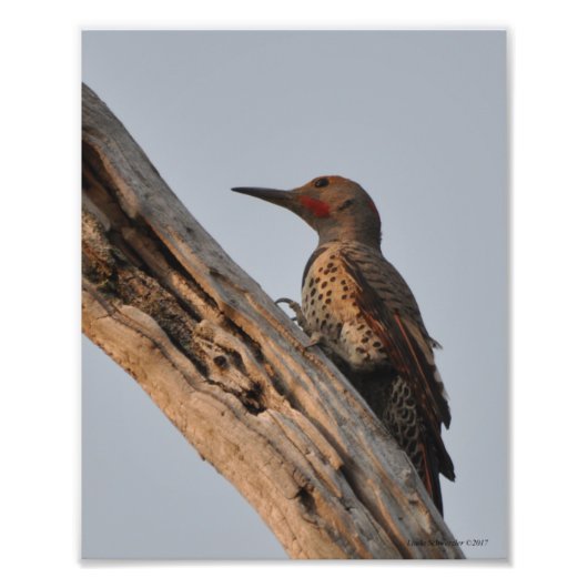 Northern Flicker Woodpecker Fotodruck (Vorne)