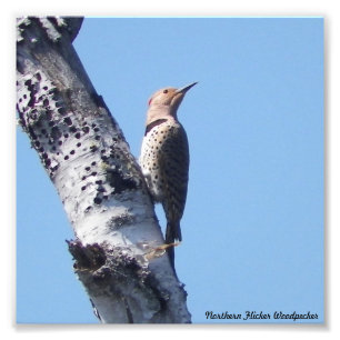 Northern Flicker Woodpecker FotoPrint Fotodruck