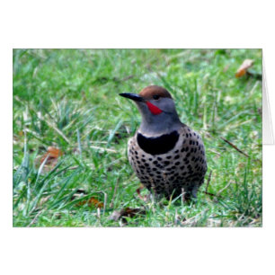 Northern Flicker Woodpecker - Framework Art Card