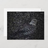 Northern Flicker Woodpecker v2 - Yard Critters Postkarte (Vorne/Hinten)