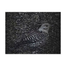 Northern Flicker Woodpecker v2 - Yard Critters